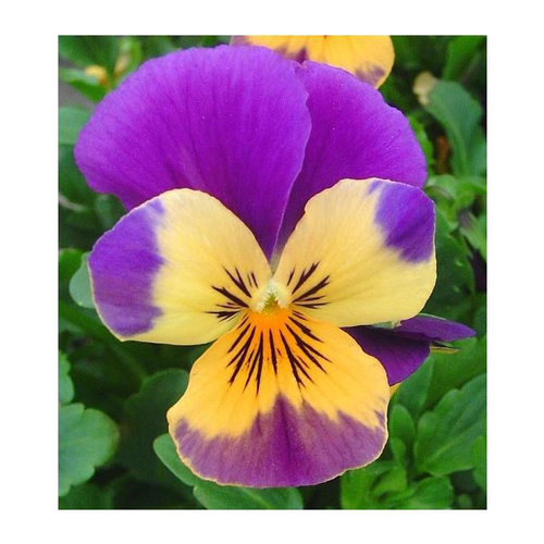 Visuel 1 du produit Viola Cornuta - La cagette bois de 20 plants