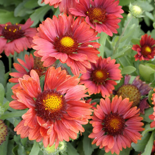 Visuel 1 du produit Gaillarde arizona red shades rouge en pot de 2 L