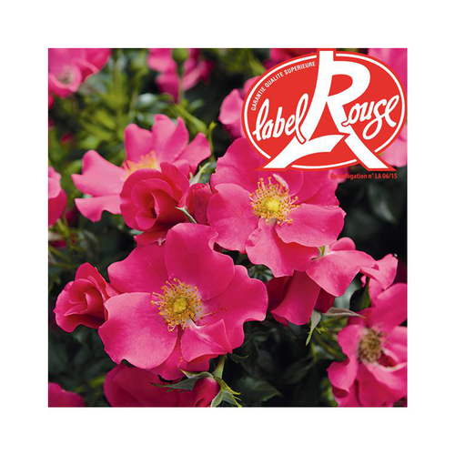 Visuel 1 du produit Rosier Xylon® Label Rouge en pot de 5L