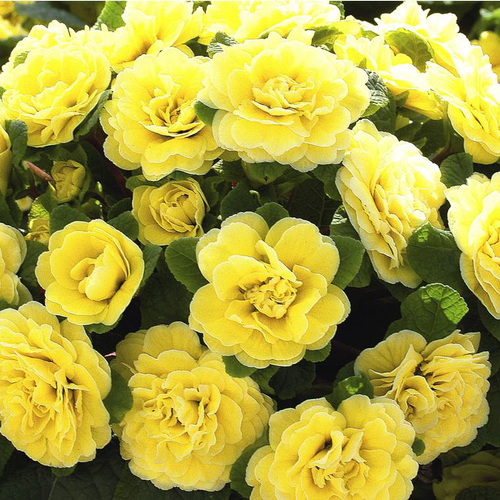 Visuel 1 du produit Primula Belarina Buttercup - Le pot de 1 litre