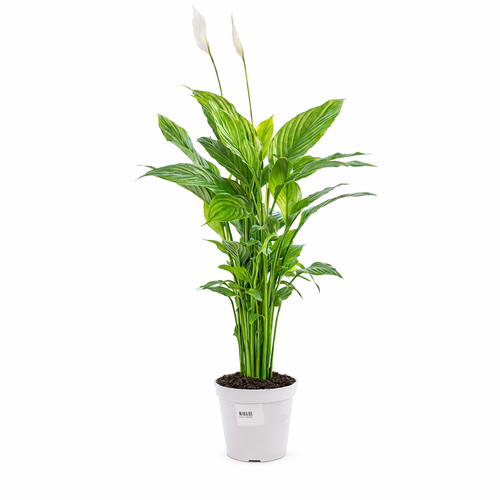 Visuel 1 du produit Spathiphyllum Sweet Benito pot Ø 14 cm - 55 cm