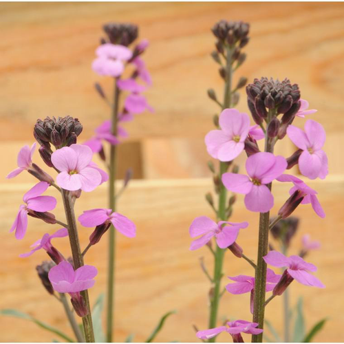 Visuel 1 du produit Fausse-giroflée bowles mauve violette en pot de 2 L