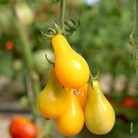 Visuel 1 du produit Tomate Poire Jaune Bio. Le pot de 10,5 cm