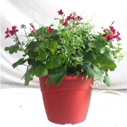 Visuel 1 du produit Géranium Caliente et Euphorbe blanche en duo - La coupe de 27 cm