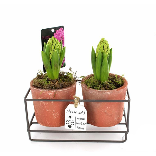 Visuel 1 du produit Jacinthes x 2 en pot décoratif de 19 cm
