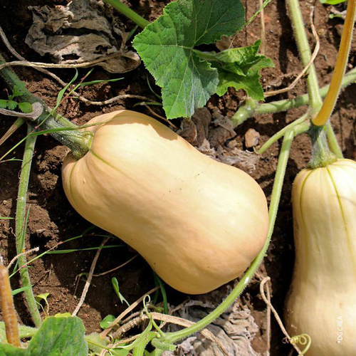 Visuel 1 du produit Courge Butternut Bio. La barquette de 6 plants