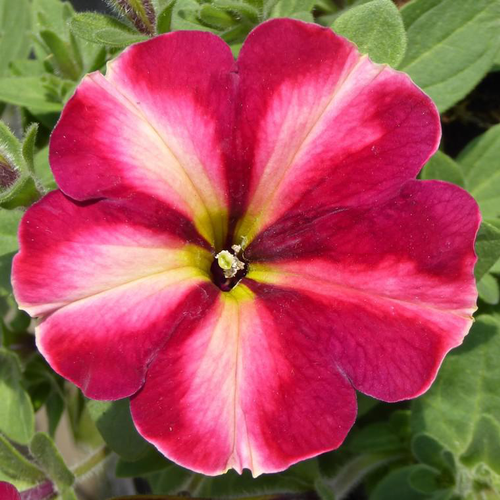 Visuel 1 du produit Petunia - Le pot de 13 cm