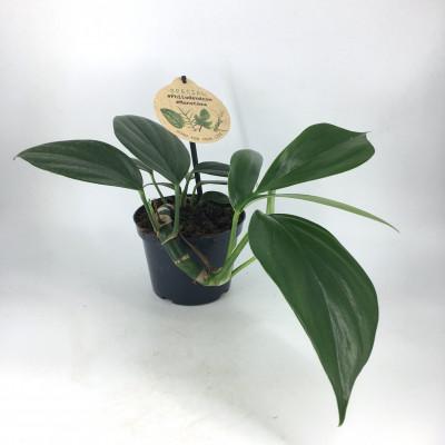 Visuel 1 du produit Philodendron Dragon Tail. Le pot de Ø 12 x H 20 cm