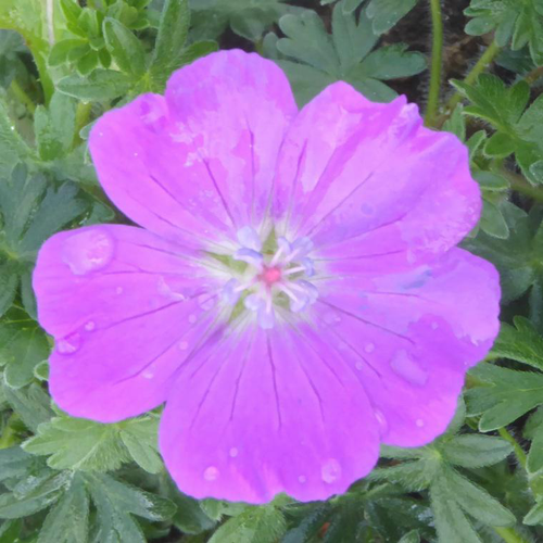 Visuel 1 du produit Geranium Sanguineum - Le pot de 1 litre