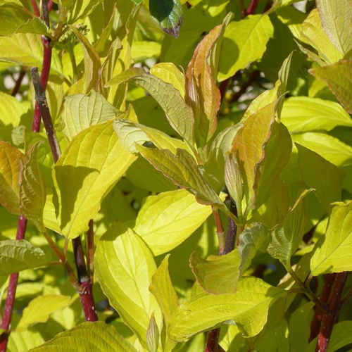Visuel 1 du produit Cornouiller blanc Aurea (Cornus Alba). Le pot de 5 litres
