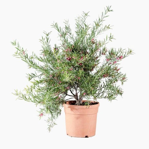 Visuel 1 du produit Grevillea Rosmarinifolia Jeukensiii rose. Le pot de 4 litres
