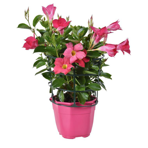 Visuel 1 du produit Dipladénia palissé - Le pot de 2 litres