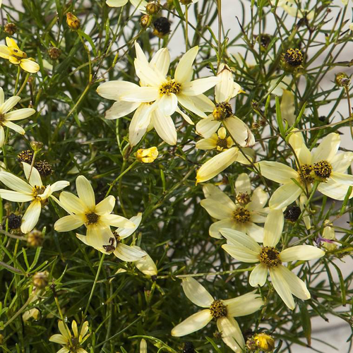 Visuel 1 du produit Coréopsis moonbeam jaune en pot de 2 L