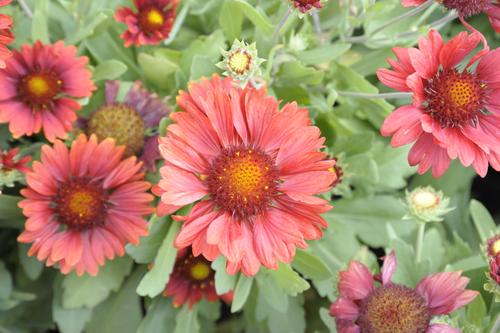 Visuel 1 du produit Gaillarde ‘Arizona Red Shades’ - Le pot de 2 litres