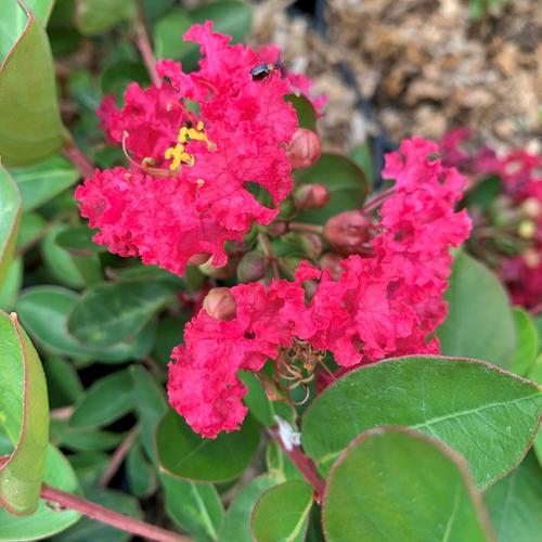 Visuel 1 du produit Lagerstroemia Indiya Charms® camaïeu d’été® fuchsia. Le pot de 7 litres