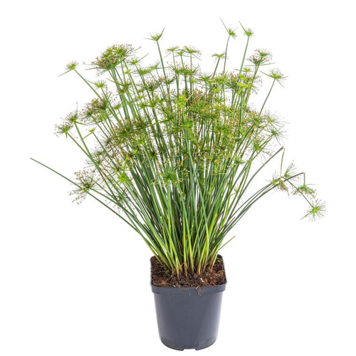 Visuel 1 du produit Papyrus - Le pot de 2 litres