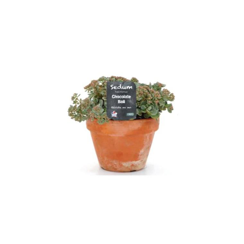 Visuel 1 du produit Plantes vivaces pour sols secs - Le pot de 1 litre