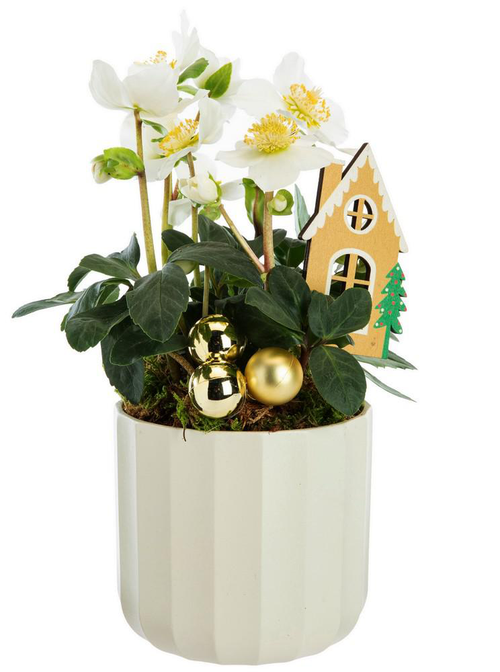 Visuel 1 du produit Hellébore pot blanc - Ø 13 cm