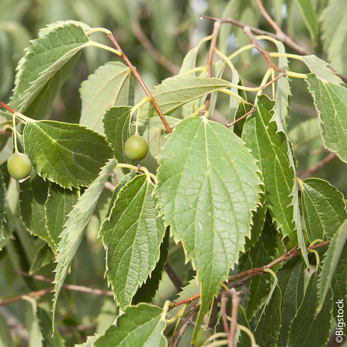 Visuel 1 du produit Micocoulier de Provence botanic® vert. Le pot de 10 litres