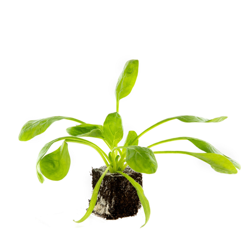 Visuel 1 du produit Epinard Woodpecker Bio. La motte de 4x4 cm