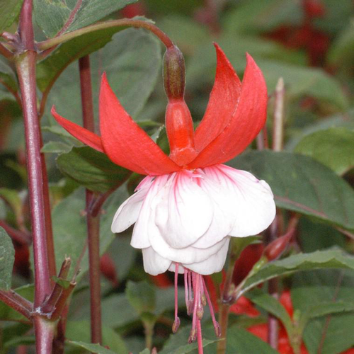 Visuel 1 du produit Fuchsia madame cornelissen rouge en pot de 2 L