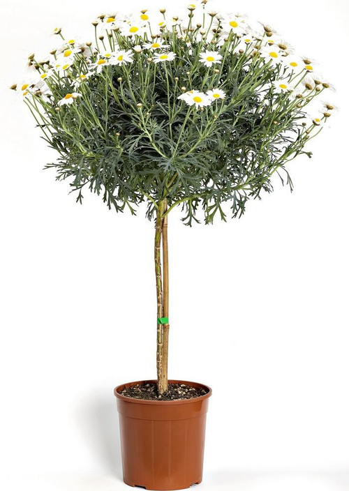 Visuel 1 du produit Anthemis Tige. Le pot de 30 cm
