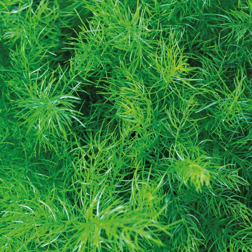 Visuel 1 du produit Asparagus Sprengeri. Le pot de 13 cm