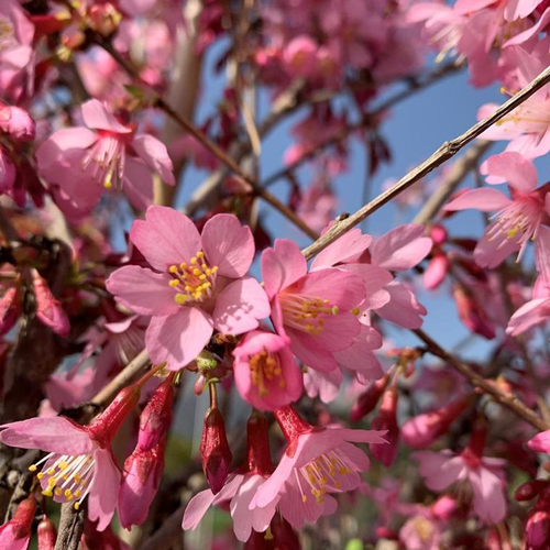 Visuel 1 du produit Cerisier du Japon (Prunus) Okame tige. Le pot de 30 litres