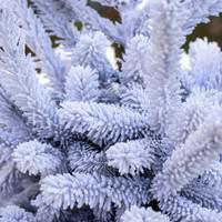 Visuel 2 du produit Sapin de Noël naturel coupé enneigé Glacé® blanc - de 110 à 125 cm