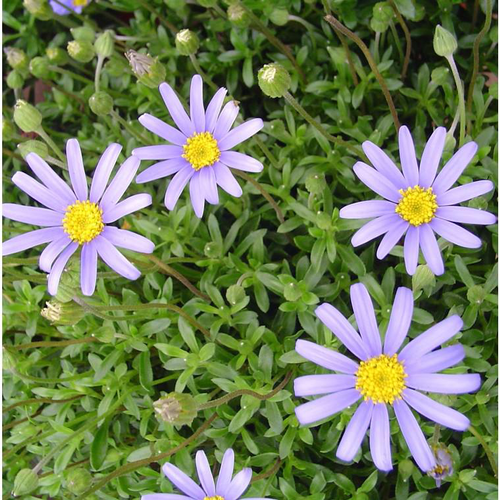 Visuel 1 du produit Agathéa x Felicia (Aster du Cap, Marguerite du Cap) à fleurs bleues - Le pot de 4 litres