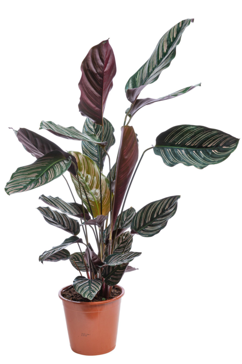 Visuel 1 du produit Calathea Ornata rose. Le pot Ø 14 cm