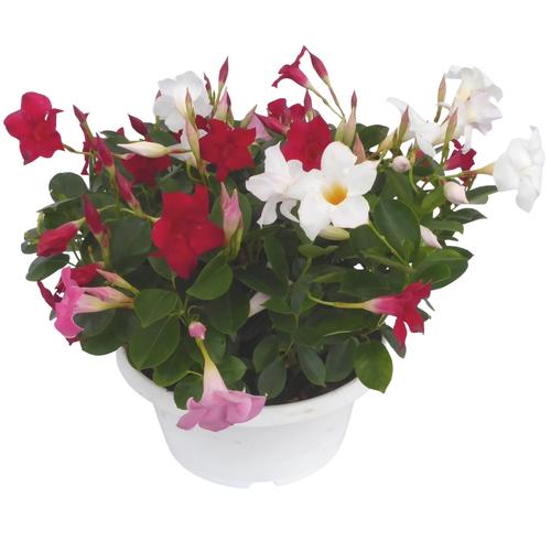 Visuel 1 du produit Dipladenia Diamantina trio blanc rose et rouge forme buisson. La coupe de Ø 26 cm