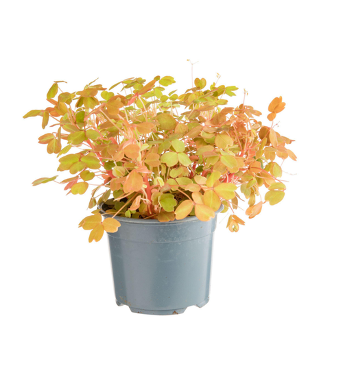 Visuel 1 du produit Oxalis Sunset Velvet rouge. Le pot Ø 12 cm