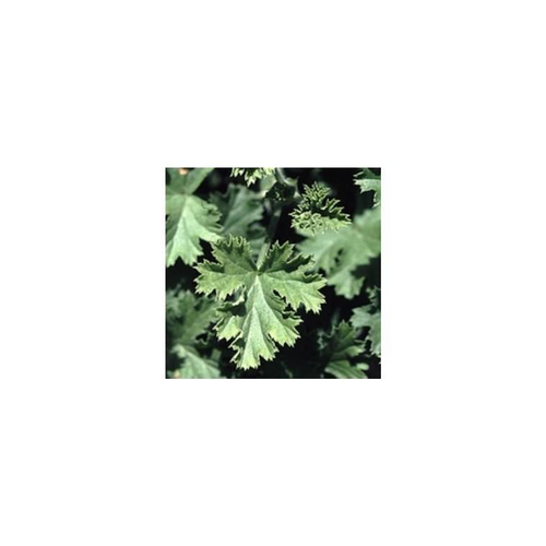 Visuel 1 du produit Géranium Odorant - La coupe de 25 cm