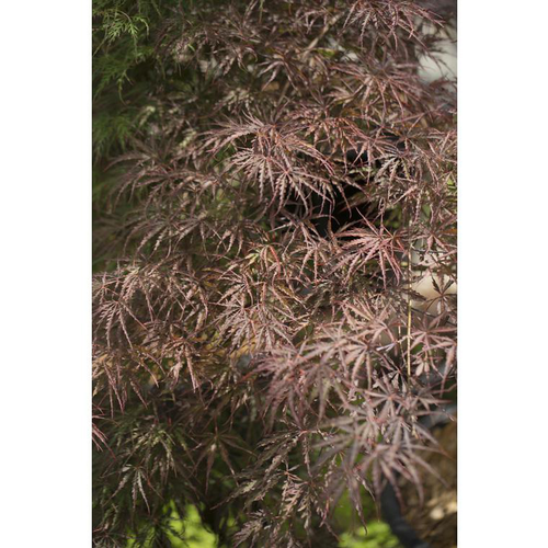 Visuel 1 du produit Erable du Japon (ACER PALMATUM CRIMSON QUEEN ) Le pot de 110 litres