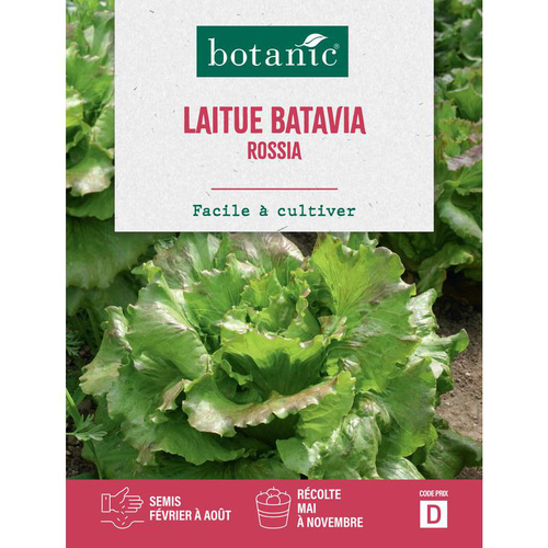 Visuel 1 du produit Graines de laitue batavia rossia botanic® - graines batavia semer