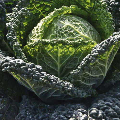 Visuel 1 du produit Chou De Milan Cantasa Bio. La barquette de 3 plants