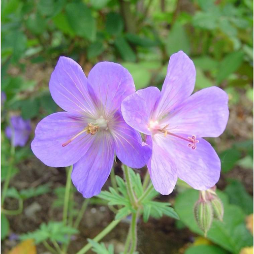 Visuel 1 du produit Geranium Vivace - Le pot de 10,5 cm