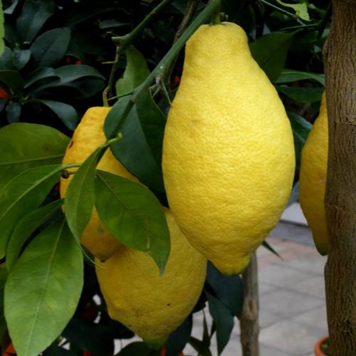 Visuel 1 du produit Citronnier coloris jaune - 2,5 L