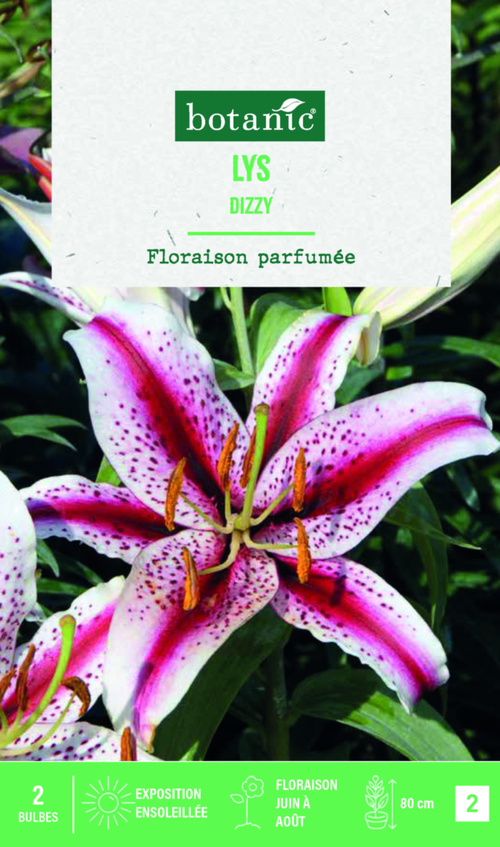 Visuel 1 du produit Bulbes de fleurs Lys oriental Dizzy botanic® - 2 bulbes