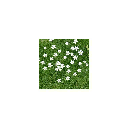 Visuel 1 du produit Sagina Ruscos - La coupe