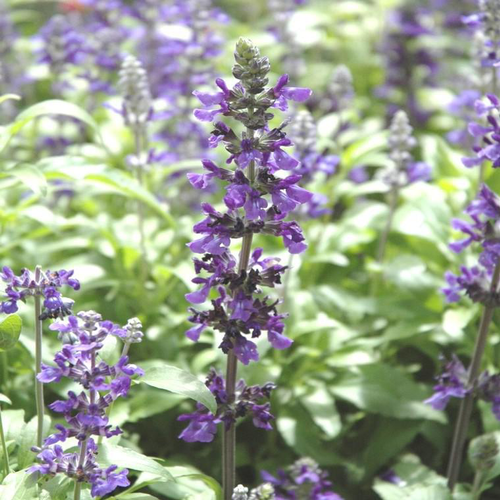 Visuel 1 du produit Sauge Farineuse bleue - Le pot de 2,5 litres