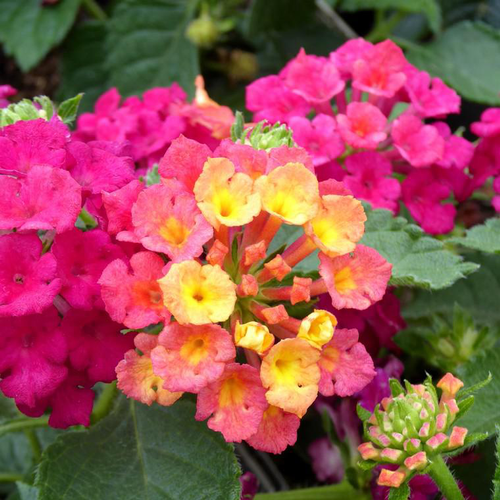 Visuel 1 du produit Lantana Camara à fleurs multicolores - Le pot Ø 14 cm