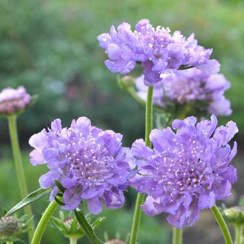 Visuel 1 du produit Scabieuse butterfly bleue en pot de 2 L