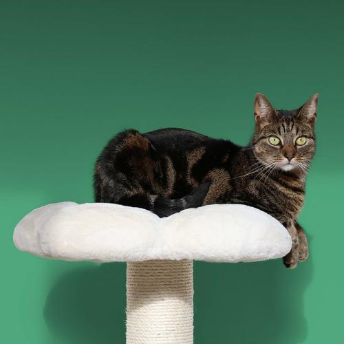 Visuel 3 du produit Arbre à chat coloris multicolore Coockoo Flower Power - 49 x 49 x 56 cm