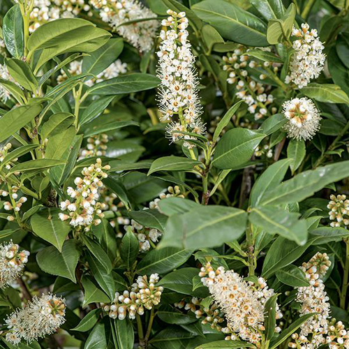 Visuel 1 du produit Laurier-palme ‘Rotundifolia’ vert. Le pot de 7L