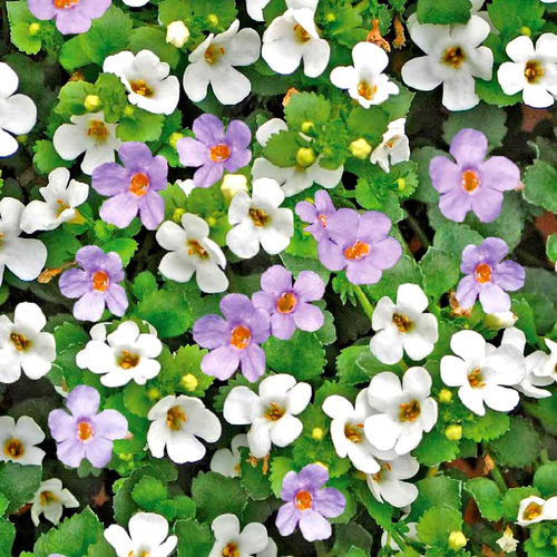 Visuel 1 du produit Bacopa Tricolore. Le pot de 3 litres