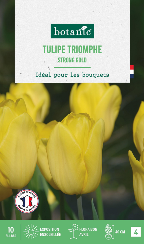 Visuel 1 du produit Tulipe triomphe strong gold botanic® - 10 bulbes