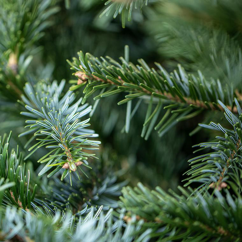 Visuel 2 du produit Sapin de Noël naturel coupé Nobilis - de 150 à 175 cm
