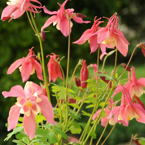 Visuel 1 du produit Ancolie spring magic rose en pot de 2 L